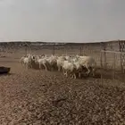 رفيديات العدد 40 راس 2 ثني والباقي جذع الموقع طفيل