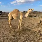 قعود للبيع
