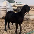 خروف سويكلي اسود