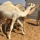 للبيع قعدان قصب