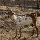 شاه جامع والظاهر انها توها دافع يمكن دافع يمكن لا