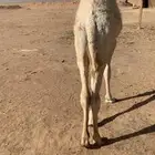 قعود ست شهور الخرج