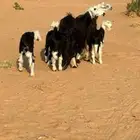 شياة نجد خلفات