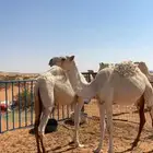 للبيع بكرتين حقايق طيبات