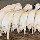 طليان