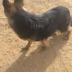 كلب جيرمن شبيرد (ذكر)