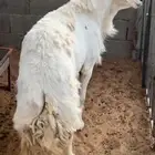 خروف فحل حري
