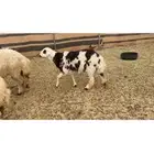 خروف على الصوبين ذبيحه وفحل