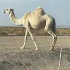 نياق لقحات للبيع