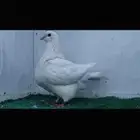 انثى فرش بيضاء