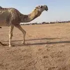 فحل تمامي كفوو
