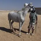 فرس للبيع