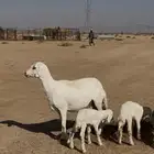 حرية رباعية والد