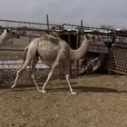 حشو تربه للبيع