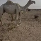 عشرا