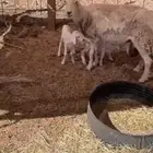 غنم حريه متبع معها ثنين طلا يأن