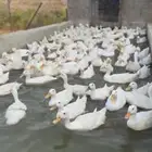بط بكيني