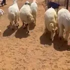 6 طليان حري جبر مغلق و 3 رخال وخروف نعيم مغلقه شحم الاعمار