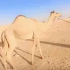 بكره ذلول مهجنه جذعه ابوها ولد الجذاب الي عند البلوي