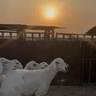 ضان حرش دفيع