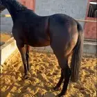 فرس انقليزي