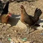سيافي عربي اصيل ترثه ديك مع اربع دجاج