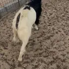 للبيع عنز مقنوي