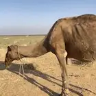 جمل