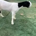 جفرة شامية