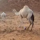 للبيع خلفه بكر