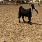 جفره كفو صنف