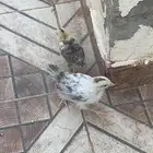 صيصان دجاج اعمارهن حول الشهر و الصحه ممتازه مره