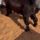 للبيع تيوس عوارض فل شحم العدد 2