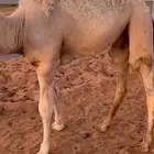 حاش