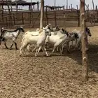 تيوس بلدي عدد 12