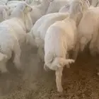بهم حري شحم العدد82ورخال5 العمر5الى6شهور الموقع شمال عفيف