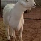 فحل