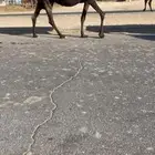 مجهم مجاهيم لقحه لقاح ضرايب متالي