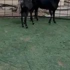 فحل مورسيانو