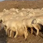 حرش دفيع مراح العدد 100