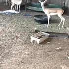 للبيع زوج عفري ت
