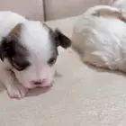 للبيع كلاب مالتيزر اعمارهم 20 يوم