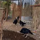 رومي للبيع