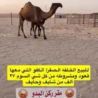 للبيع خلفه الخلفه الصفرا الكفو معها قعود