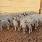 حريات متابيع