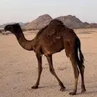 بكره طيبه للبيع الموقع الهضب