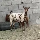 ماعزه عمانيه