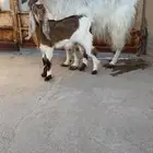 عنز