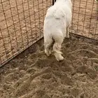خروف حري