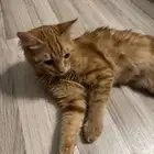 قط ضائع - قط هارب - قط مفقود - قطه مفقوده - قطه ضائعه